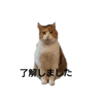 三毛猫ちびの日常つぶやき2（個別スタンプ：6）