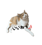 三毛猫ちびの日常つぶやき2（個別スタンプ：7）