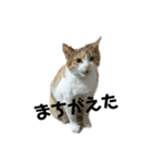 三毛猫ちびの日常つぶやき2（個別スタンプ：8）