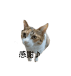 三毛猫ちびの日常つぶやき2（個別スタンプ：9）