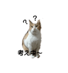 三毛猫ちびの日常つぶやき2（個別スタンプ：10）