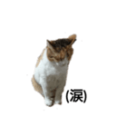 三毛猫ちびの日常つぶやき2（個別スタンプ：11）