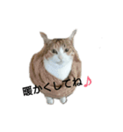 三毛猫ちびの日常つぶやき2（個別スタンプ：12）
