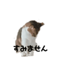 三毛猫ちびの日常つぶやき2（個別スタンプ：13）