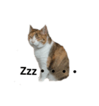 三毛猫ちびの日常つぶやき2（個別スタンプ：14）