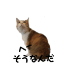 三毛猫ちびの日常つぶやき2（個別スタンプ：15）
