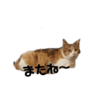 三毛猫ちびの日常つぶやき2（個別スタンプ：16）