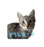 ねこまるとおもちスタンプ（個別スタンプ：2）