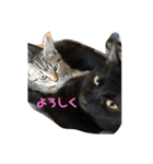 ねこまるとおもちスタンプ（個別スタンプ：3）