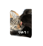ねこまるとおもちスタンプ（個別スタンプ：4）