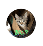 ねこまるとおもちスタンプ（個別スタンプ：5）