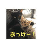 ねこまるとおもちスタンプ（個別スタンプ：6）