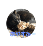 ねこまるとおもちスタンプ（個別スタンプ：7）