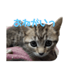 ねこまるとおもちスタンプ（個別スタンプ：9）