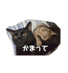 ねこまるとおもちスタンプ（個別スタンプ：12）