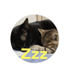 ねこまるとおもちスタンプ（個別スタンプ：13）