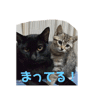 ねこまるとおもちスタンプ（個別スタンプ：14）