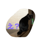ねこまるとおもちスタンプ（個別スタンプ：16）
