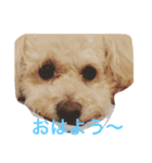 モコの一日（個別スタンプ：1）