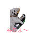 モコの一日（個別スタンプ：6）