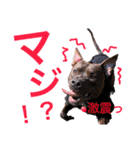 バルコナLIFEリアクション編（個別スタンプ：5）