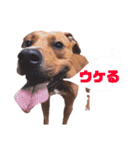 バルコナLIFEリアクション編（個別スタンプ：12）