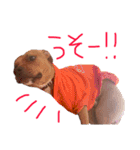 バルコナLIFEリアクション編（個別スタンプ：13）