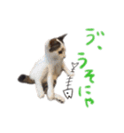 オシマの愉快な仲間たち♪（個別スタンプ：3）