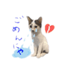 オシマの愉快な仲間たち♪（個別スタンプ：11）