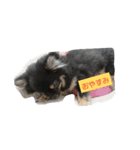 愛しのcherie（個別スタンプ：3）