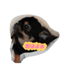 愛しのcherie（個別スタンプ：5）