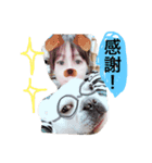 遊んでね〜、僕シアンっていうの（個別スタンプ：3）