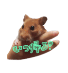 キンクマちゃんのスタンプ（個別スタンプ：6）