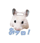 キンクマちゃんのスタンプ（個別スタンプ：10）