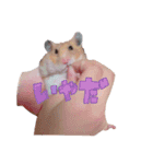キンクマちゃんのスタンプ（個別スタンプ：13）