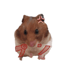 キンクマちゃんのスタンプ（個別スタンプ：14）