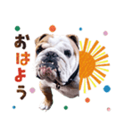 dogdogt（個別スタンプ：1）