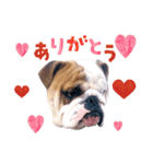 dogdogt（個別スタンプ：2）