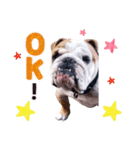 dogdogt（個別スタンプ：3）