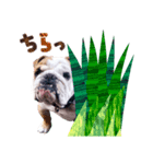 dogdogt（個別スタンプ：4）