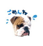 dogdogt（個別スタンプ：5）