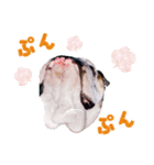 dogdogt（個別スタンプ：6）