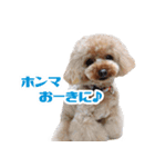 うめの友達★コノ＆マハロ★（個別スタンプ：3）