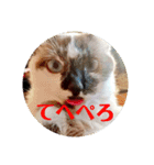 猫のきもち①（個別スタンプ：1）