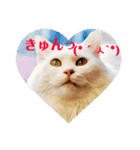 猫のきもち①（個別スタンプ：2）