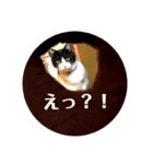 猫のきもち①（個別スタンプ：3）