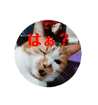 猫のきもち①（個別スタンプ：4）
