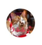 猫のきもち①（個別スタンプ：5）