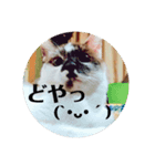猫のきもち①（個別スタンプ：6）