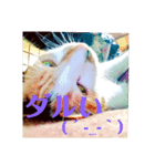 猫のきもち①（個別スタンプ：7）